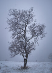 snow-covered tree in the fog