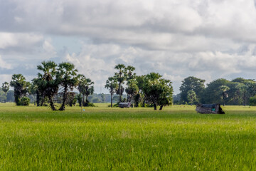 paddy field and blue sky with palm tree
