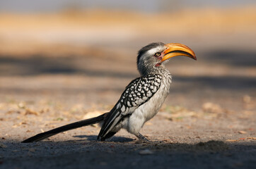 Southern yellow billed hornbill