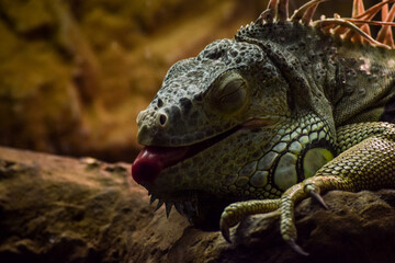 Lizzard sleeping with his tongue sticking out