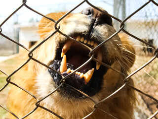 lioness behind the net is a slave. The lion behind the fence.