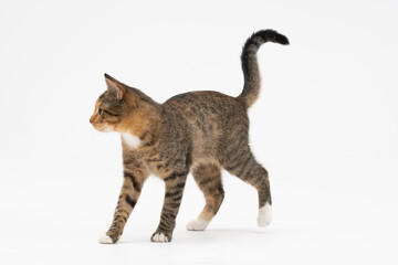 Cat is walking on a white background. The multiracial female cat. The young female cat walks...