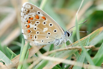 Macro view to the head of the silver-studded blue Plebejus argus, Common blue, butterfly