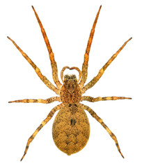 Huntsman spider, giant crab spider or cane spider, Heteropoda venatoria (Sparassidae) isolated on a white background