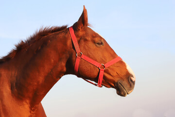 Kisberi felver breed horse posing for cameras