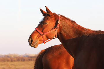 Kisberi felver breed horse posing for cameras