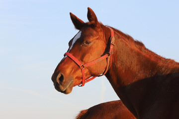 Kisberi felver breed horse posing for cameras