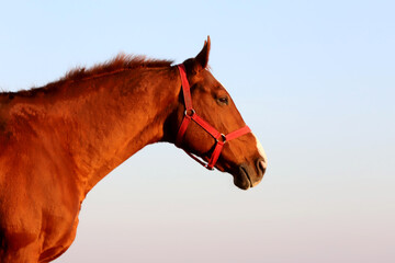Kisberi felver breed horse posing for cameras