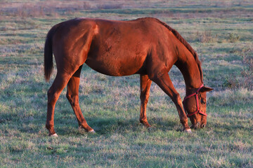 Kisberi felver breed horse posing for cameras