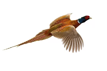 Zelfklevend Fotobehang Common pheasant, phasianus colchicus, flying in the air isolated on white background. Ring- necked bird with spread wings hovering cut out on blank. Brown feathered animal in flight. © WildMedia