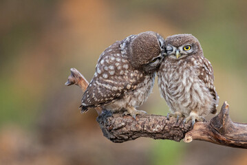 Two little owl Athene noctua on a beautiful background