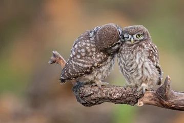 Fotobehang Two little owl Athene noctua on a beautiful background © Tatiana