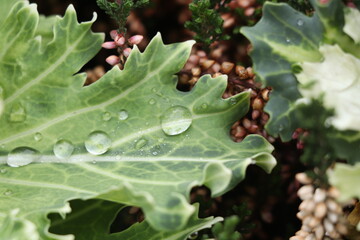 green lettuce leaves with raindrops