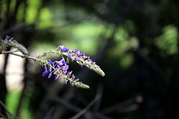 Selective focus on two wisteria flowers with branches in the gradient background, with bokeh effect