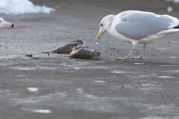 A seagull on the shore of the lake eat burbot