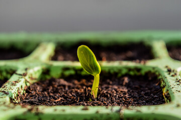 Tiny plant growing