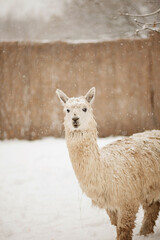 Obraz premium llama in the zoo