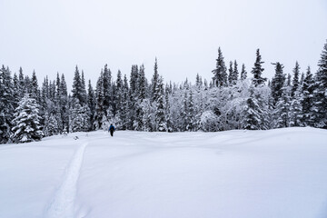 Man walking through wilderness snowy winter frosty wearing black overalls, pants and blue jacket standing out from white snow landscape surrounding.