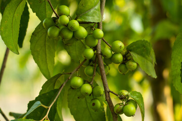 European buckthorn small green berry type fruit