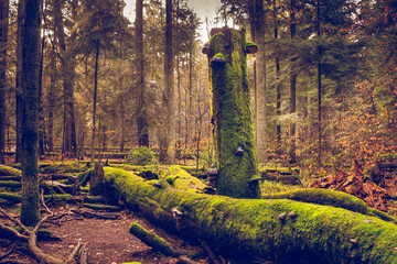 Leżące drzewa porośnięte mchem © Dominik