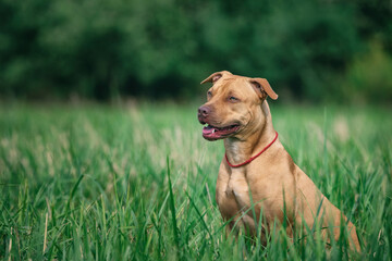Portrait of a young American Pit Bull Terrier on a field in the summer grass.