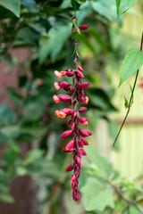 Mysore trumpetvine gate flower