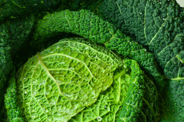 a savoy cabbage washed before food preparation