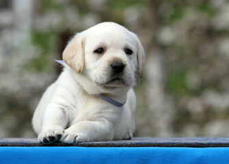 yellow labrador puppy on the blue