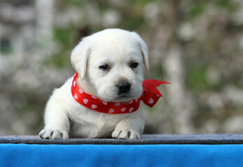 the yellow labrador puppy on the blue