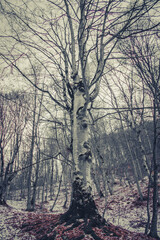 big tree in winter forest