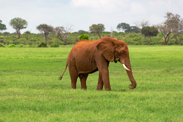 Fototapeta na wymiar elephant in the savanna