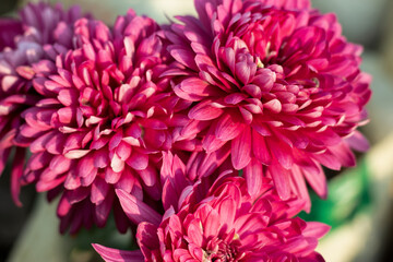 Dahlia pinnata from compositae family pink flower petals