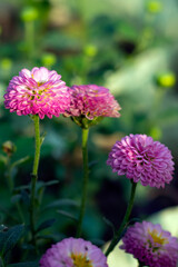 Dahlia pink and off white flower petals variety of color