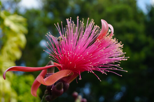 Bee at pink tree flower