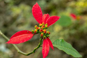 Christmas-flower or Euphorbia pulcherrima the red flower