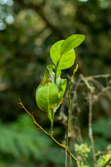 Pipilika or red ant collecting food in own home
