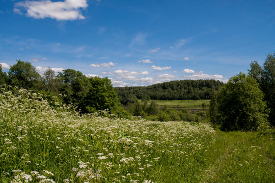 Achillea field plant with white flowers