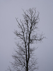 Arbre