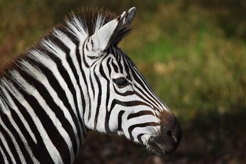 Fototapeta na wymiar Zoo Zebra