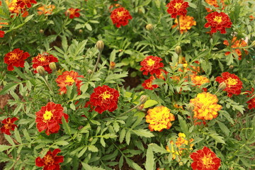 Naklejka premium Marigolds bloom