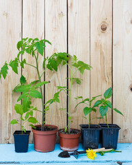 Tomato and pepper seedlings in pots on a wooden background.