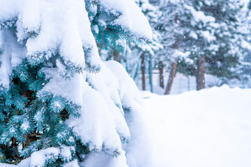 Fir branch in snow. Closeup of pine branch with snow. Christmas and New Year holiday background. Copy space for your text. High quality photo