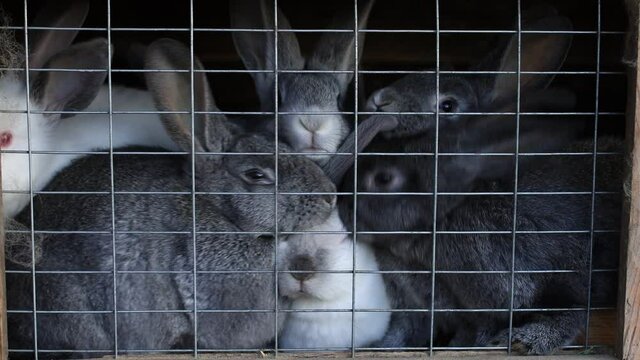 young rabbits sit behind bars in captivity