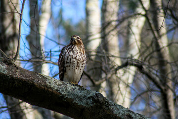 red tailed hawk