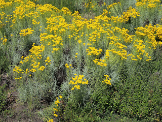 (Santolina chamaecyparissus) Dense mound of slender stems of yellow flowers in a grayish-silver foliage in a rock-garden