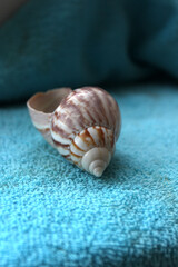 A seashell laying on a blue colored towel