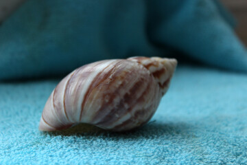 A seashell laying on a blue colored towel