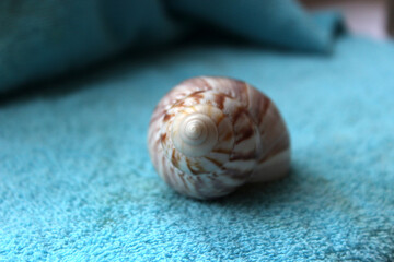 A seashell laying on a blue colored towel