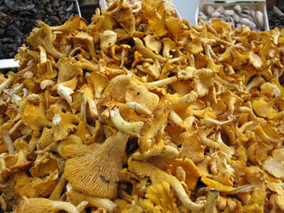 Chanterelle mushrooms laying on a counter in Paris farm market 