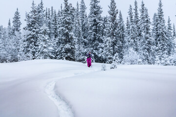 Woman walking, hiking in deep snowy woods during winter time surrounded by white covered snowy trees and wearing pink pants, purple jacket standing out from the whiteness.